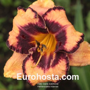 Hemerocallis Adamas