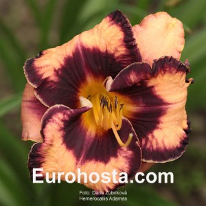 Hemerocallis Adamas