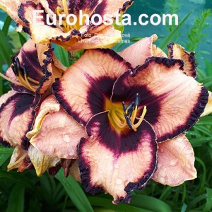 Hemerocallis Adamas