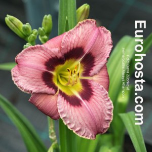 Hemerocallis Always Afternoon - Eurohosta