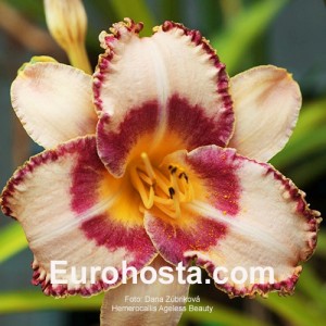 Hemerocallis Ageles Beauty - Eurohosta