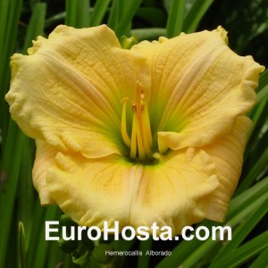 Hemerocallis Alborado - Eurohosta