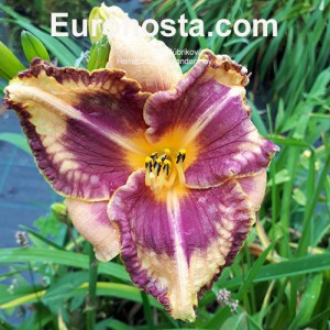 Hemerocallis Alexander Hay