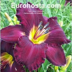 Hemerocallis All American Plum - Eurohosta