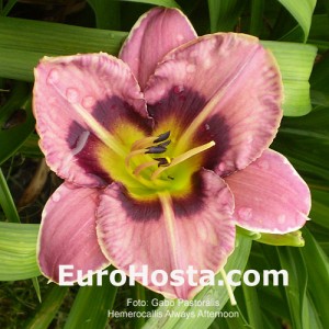 Hemerocallis Always Afternoon - Eurohosta