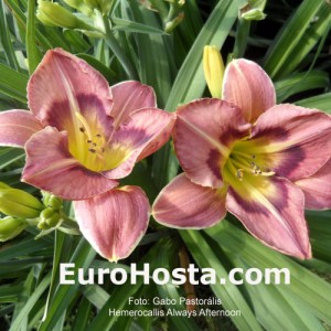 Hemerocallis Always Afternoon - Eurohosta