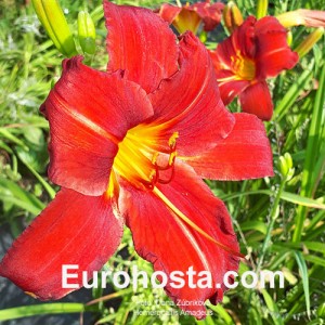 Hemerocallis Amadeus -  Eurohosta