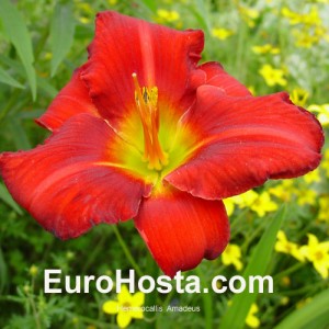 Hemerocallis Amadeus -  Eurohosta