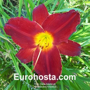 Hemerocallis Amadeus -  Eurohosta