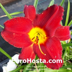 Hemerocallis Amadeus -  Eurohosta