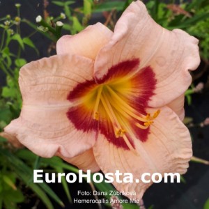 Hemerocallis Amore Mio