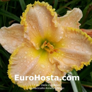 Hemerocallis Annette's Magic