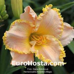 Hemerocallis Annette's Magic