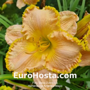 Hemerocallis Annette's Magic