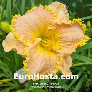 Hemerocallis Annette's Magic