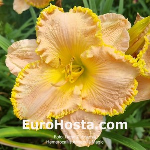 Hemerocallis Annette's Magic