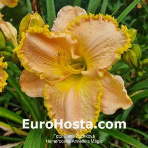 Hemerocallis Annette's Magic