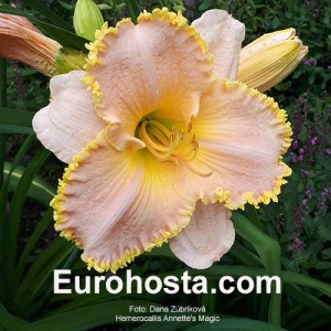 Hemerocallis Annette's Magic