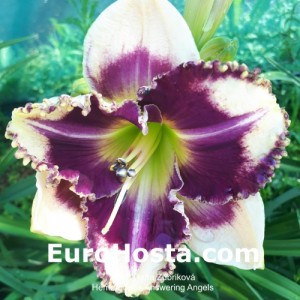 Hemerocallis Answering Angels - Eurohosta