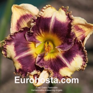 Hemerocallis Answering Angels - Eurohosta