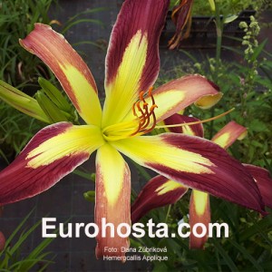 Hemerocallis Applique