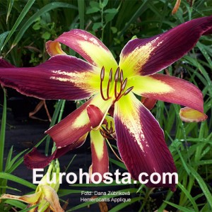 Hemerocallis Applique