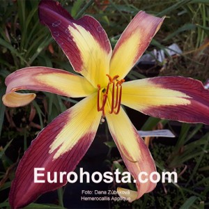 Hemerocallis Applique