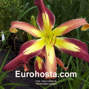 Hemerocallis Applique