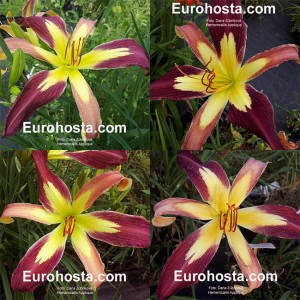 Hemerocallis Applique