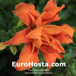 Hemerocallis Apricot Beauty - Eurohosta