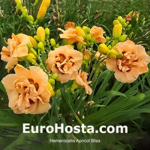 Hemerocallis Apricot Bliss 