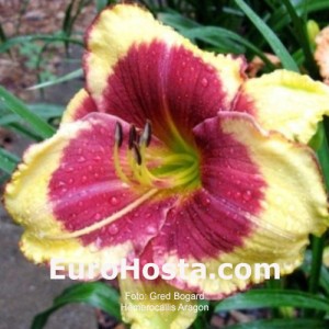 Hemerocallis Aragon