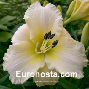 Hemerocallis Arctic Snow - Eurohosta