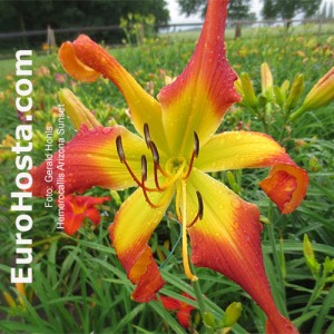 Hemerocallis Arizona Sunset