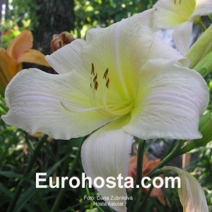 Hemerocallis Astolat - Eurohosta