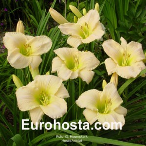 Hemerocallis Astolat - Eurohosta