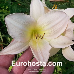 Hemerocallis Astolat