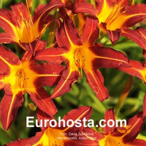 Hemerocallis Autumn Red - Eurohosta