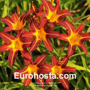 Hemerocallis Autumn Red - Eurohosta