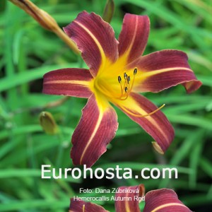 Hemerocallis Autumn Red