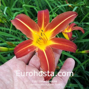 Hemerocallis Autumn Red