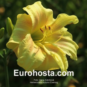 Hemerocallis Autumn Evening - Eurohosta