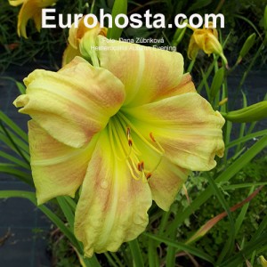 Hemerocallis Autumn Evening - Eurohosta