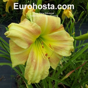 Hemerocallis Autumn Evening - Eurohosta