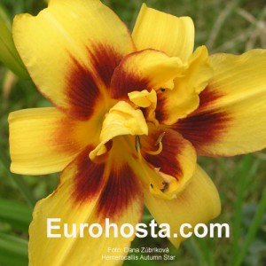 Hemerocallis Autumn Star - Eurohosta