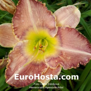 Hemerocallis Awesome Artist