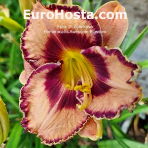 Hemerocallis Awesome Blossom