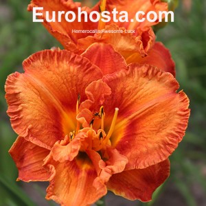 Hemerocallis Awesome Luck