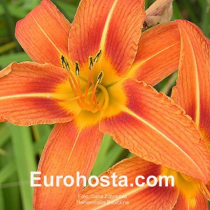 Hemerocallis fulva 