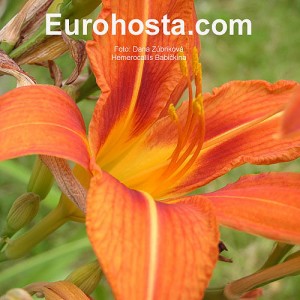 Hemerocallis fulva 